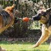 Altdeutsche Schäferhunde beim Spielen