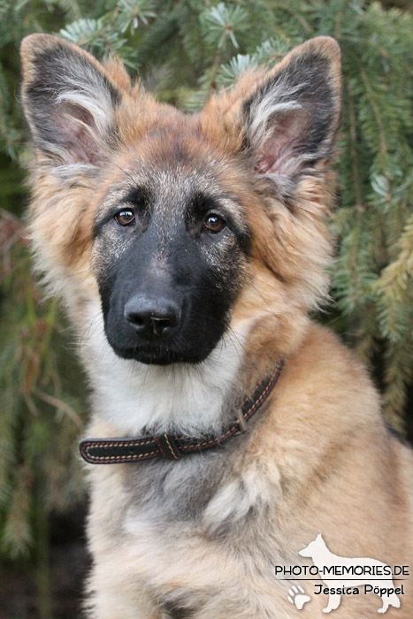 Altdeutsche Schäferhunde vom Waldschloss - D-Wurf