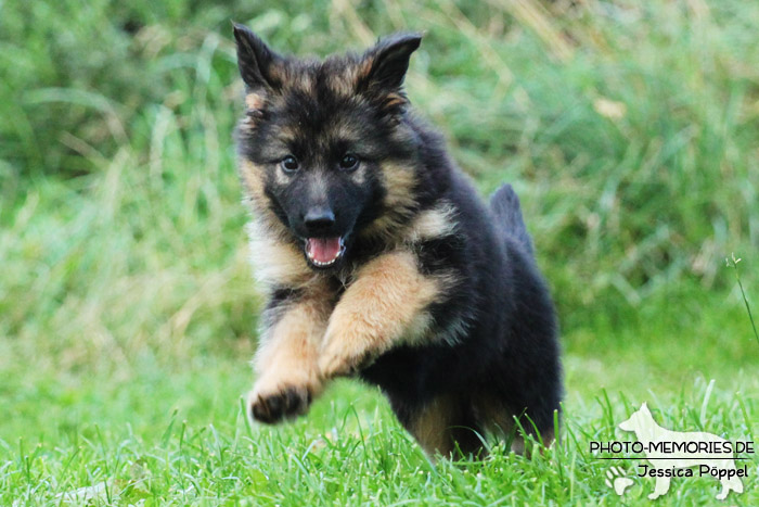 Schwarz-brauner Schäferhundwelpe