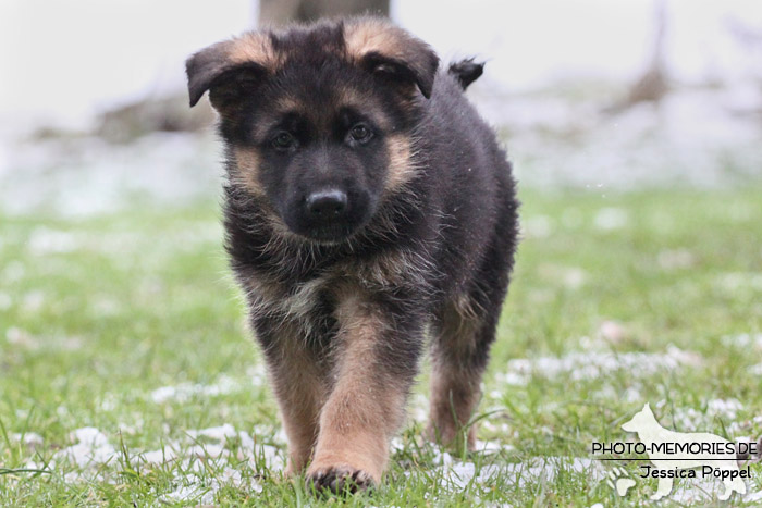 Schwarz-brauner Schäferhundwelpe im Schnee