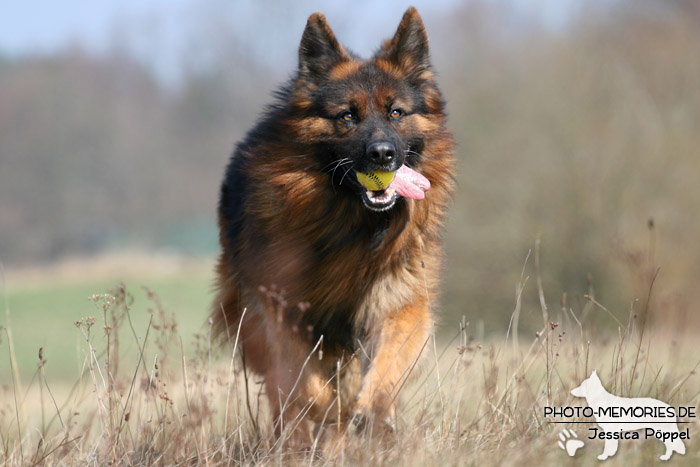 Schwarz-brauner altdeutscher Schäferhundrüde in Action