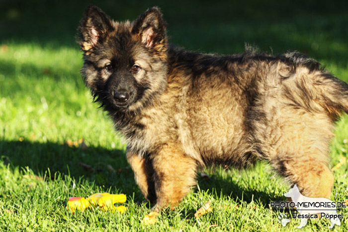 Grauer Schäferhundwelpe