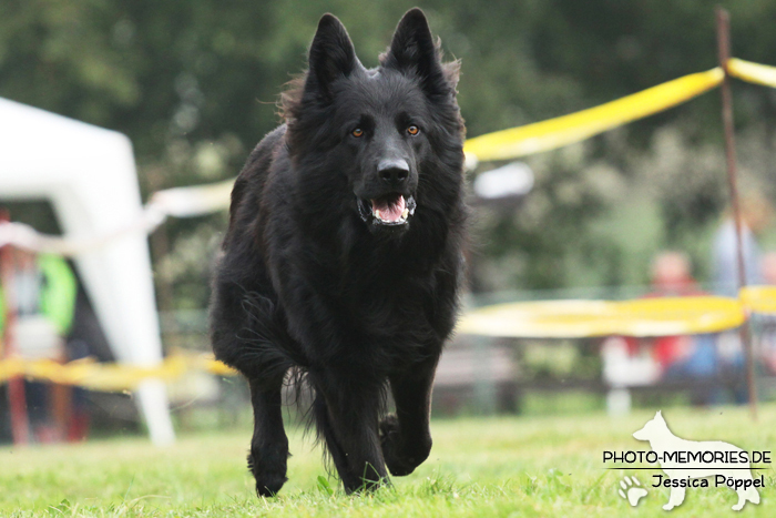 Altdeutscher Schäferhund beim Hunderennen