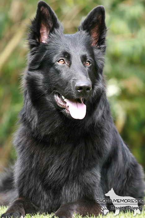 Altdeutsche Schäferhunde vom Waldschloss - B-Wurf