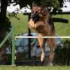 Schwarz-braune Schäferhündin im Agility