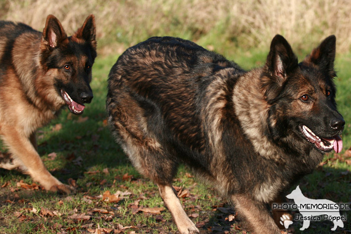 Schäferhunde beim Spielen