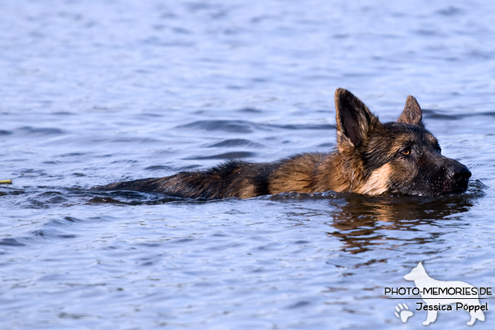 Altdeutscher Schäferhundrüde im Wasser