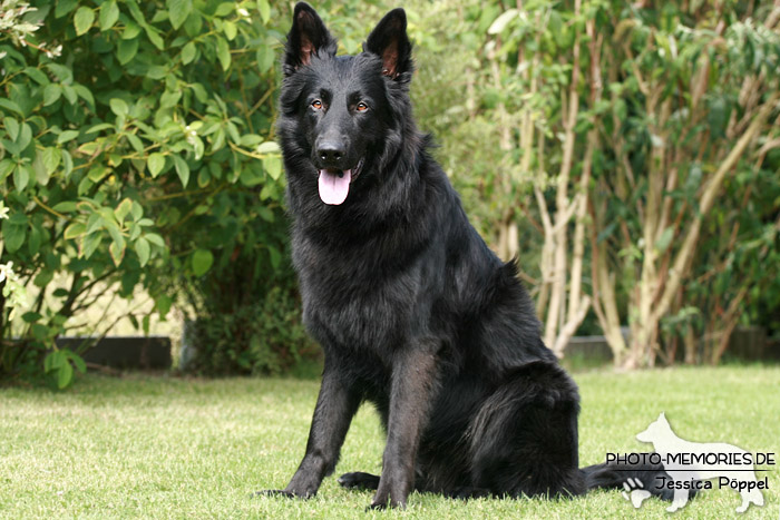 Altdeutsche Schäferhunde vom Waldschloss - B-Wurf