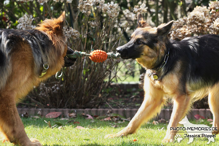 Altdeutsche Schäferhunde beim Spielen