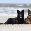 Zwei altdeutsche Schäferhündinnen am Strand