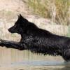 Schwarze altdeutsche Schäferhündin im Wasser