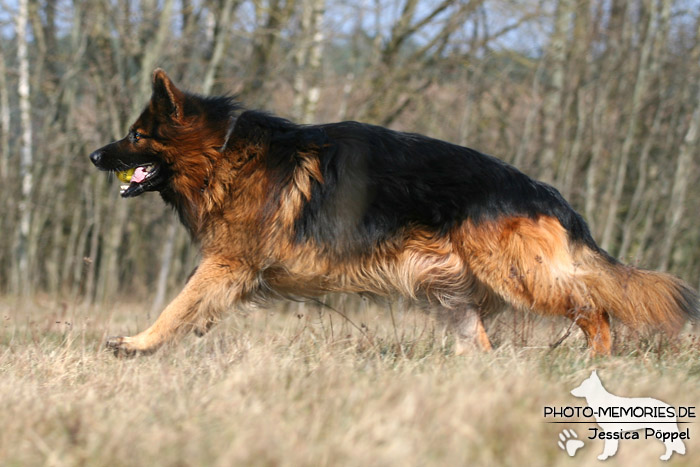 Schwarz-brauner altdeutscher Schäferhundrüde in Action