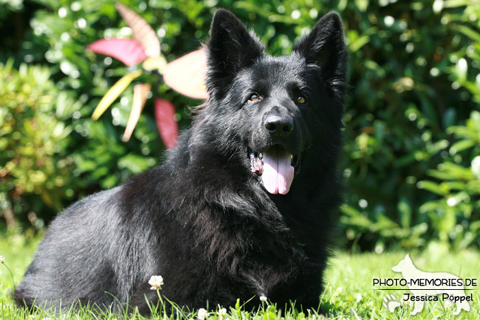 Altdeutsche Schäferhunde vom Waldschloss - A-Wurf