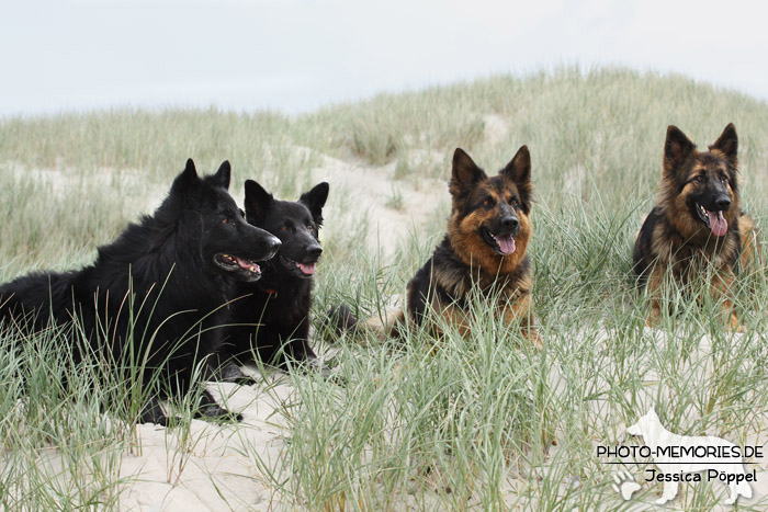 Rudel altdeutscher Schäferhunde im hohen Gras