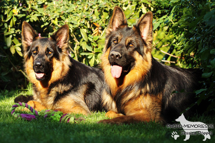 Altdeutsche Schäferhund Zucht - Hündin und Rüde