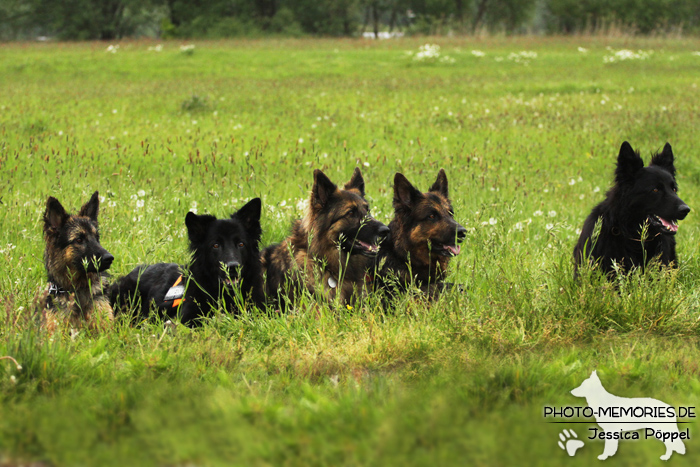 Altdeutsches Schäferhundtreffen