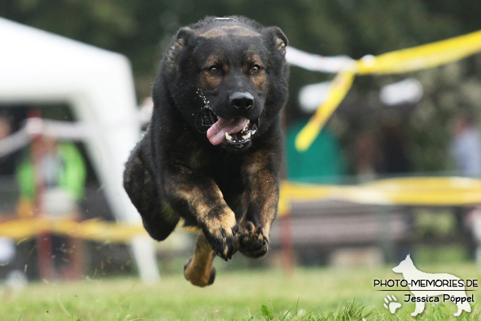 Deutscher Schäferhund beim Hunderennen