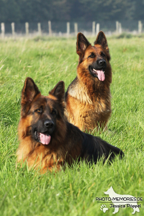 Gruppe altdeutscher Schäferhunde