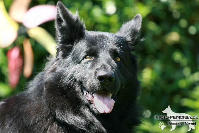 Altdeutsche Schäferhunde vom Waldschloss - A-Wurf