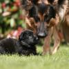 Altdeutsche Schäferhunde vom Waldschloss - C-Wurf