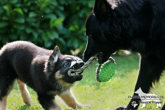 Altdeutsche Schäferhunde vom Waldschloss - C-Wurf