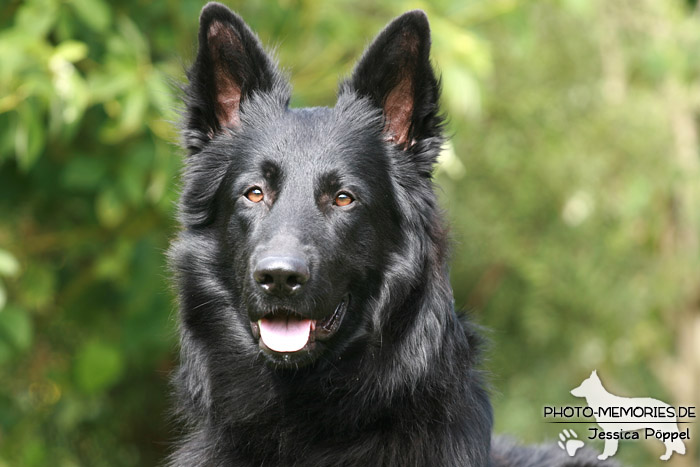 Altdeutsche Schäferhunde vom Waldschloss - B-Wurf