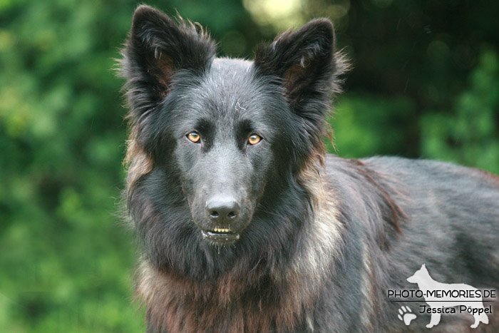 Altdeutsche Schäferhunde vom Waldschloss - B-Wurf