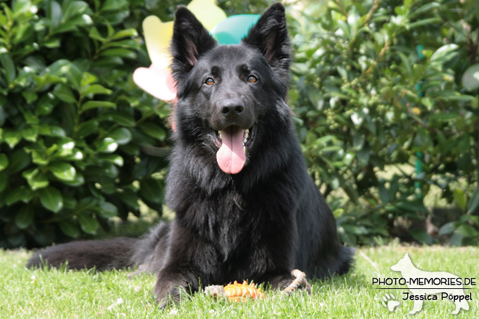 Altdeutsche Schäferhunde vom Waldschloss - A-Wurf