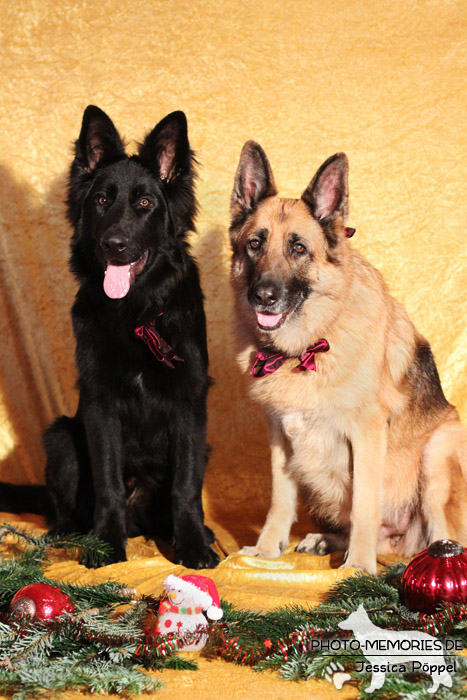 Zwei Schäferhunde im Studio an Weihnachten