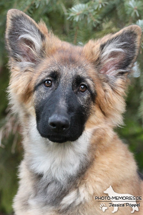 Altdeutsche Schäferhunde vom Waldschloss - D-Wurf