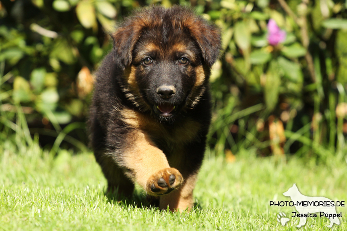 Altdeutsche Schäferhund Zucht - A-Wurf