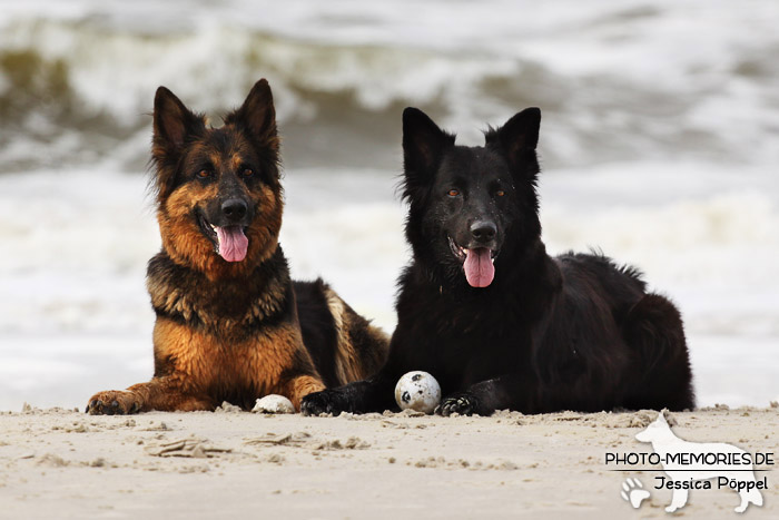 Zwei altdeutsche Schäferhündinnen am Strand