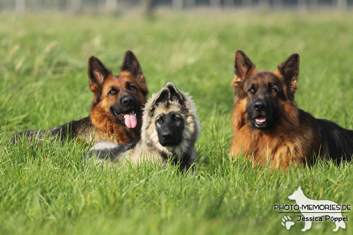 Gruppe altdeutscher Schäferhunde