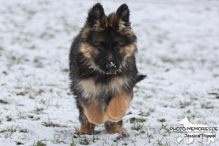 Schwarz-brauner Schäferhundwelpe im Schnee