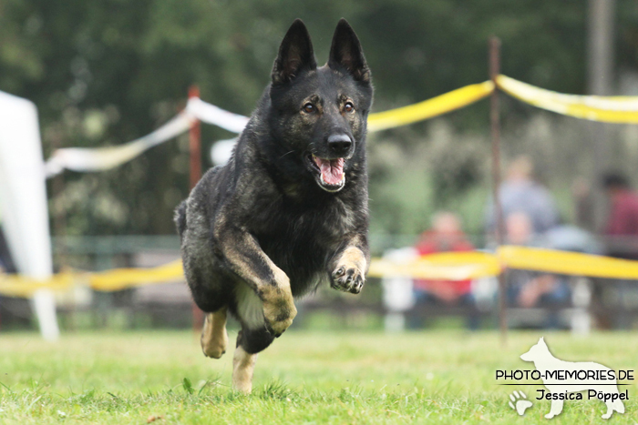 Deutscher Schäferhund beim Hunderennen