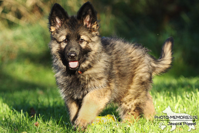 Grauer Schäferhundwelpe