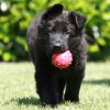 Altdeutsche Schäferhunde vom Waldschloss - C-Wurf