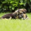 Altdeutsche Schäferhunde vom Waldschloss - F-Wurf