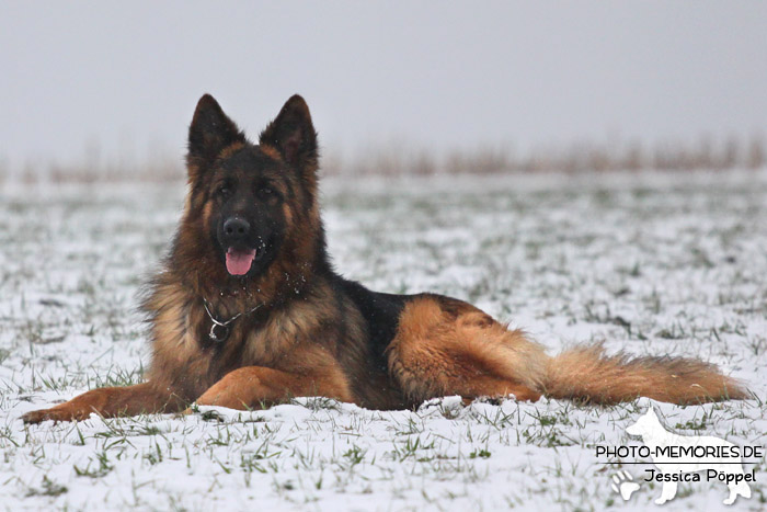 Schwarz-brauner Schäferhundrüde im Schnee