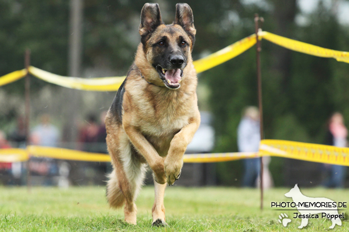 Deutscher Schäferhund beim Hunderennen