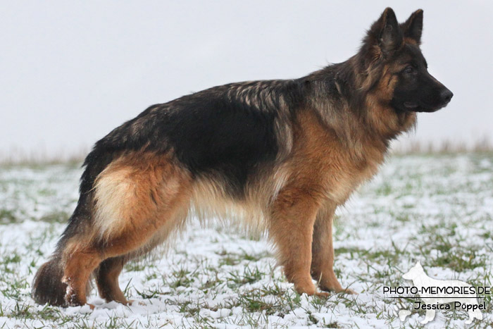 Schwarz-braune Schäferhündin im Schnee