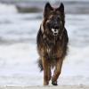 Graue altdeutsche Schäferhündin am Strand