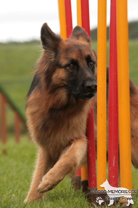 Schwarz-braune Schäferhündin im Agility