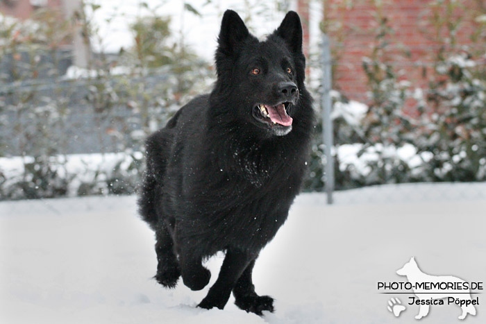 Schwarzer Schäferhundrüde im Schnee