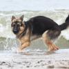 Altdeutsche Schäferhündin am Strand