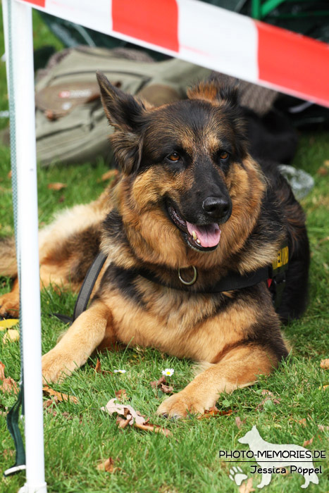 Impressionen einer Hundeausstellung