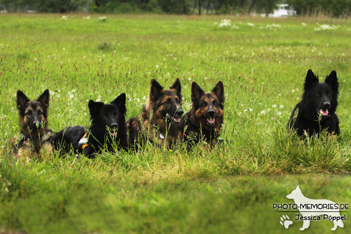 Altdeutsches Schäferhundtreffen