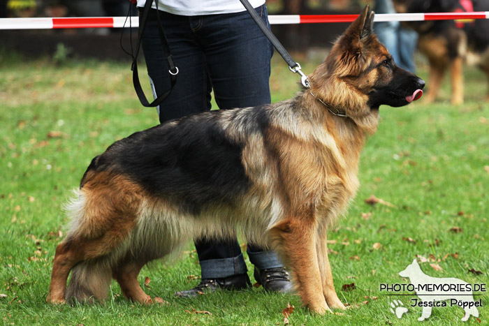 Impressionen einer Hundeausstellung