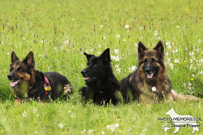 Altdeutsches Schäferhundtreffen