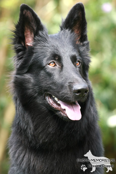 Altdeutsche Schäferhunde vom Waldschloss - B-Wurf